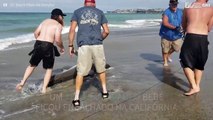 Grupo resgata tubarão branco bebé encalhado na Califórnia