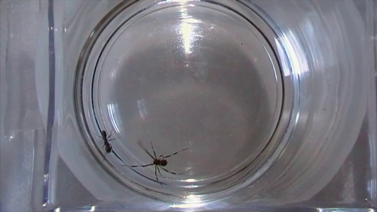 Redback Spider vs Green Ant
