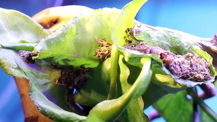 The Ants with 2 MILLION SUBSCRIBERS on Youtube!