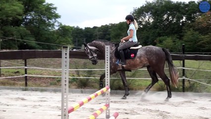4 jähriges Pferd in der Jungpferdeausbildung | Crawall #1