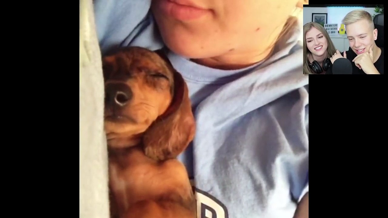 Die lustigsten tier videos im internet 