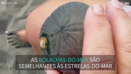 Bizarro: Bolacha-do-mar tem centenas de "pernas"!