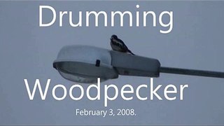 Drumming Woodpecker