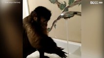 Macaco adorável bebe água da torneira