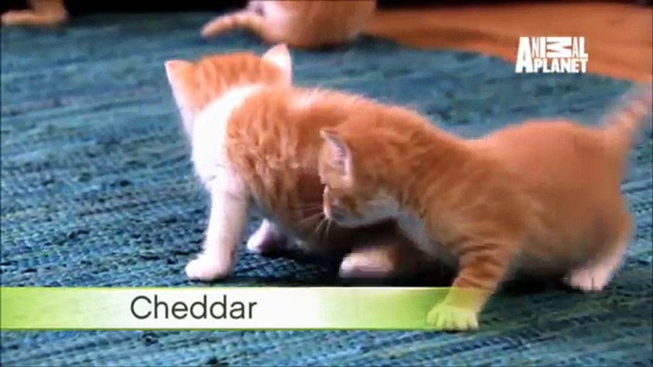 Kittens Make Friends with Guinea Pig | Too Cute