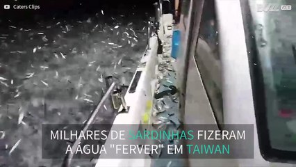 Milhares de peixes saltam à volta de um barco