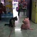 Cat Applying Wrestling Move On A Stuffed Toy