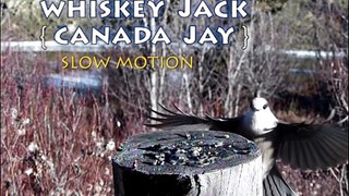 JAY Birds Canada Jays (aka: Gray Jay, Whiskey Jack, Camp Robber) Slow Motion Yukon, Canada