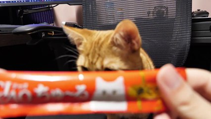 猫にはじめてチャオチュールあげたら裏切られた【マンチカン 猫 / munchkin cat】