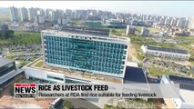 Researchers find rice-fed cows are more healthy, offer higher quality beef