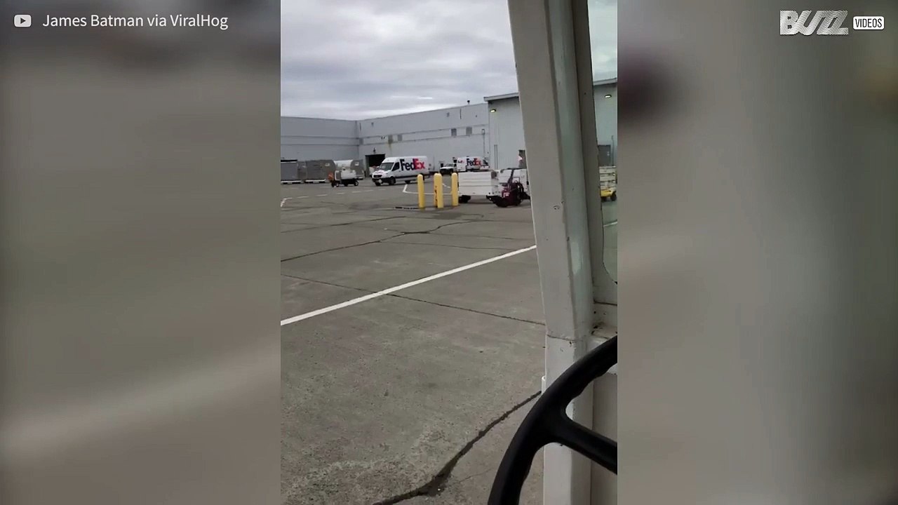 Un ours s'introduit dans un aéroport en Alaska