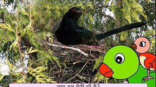 Baby Bird Cant Find Its Mother! (Hindi)