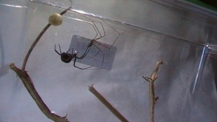 Redback vs Daddy Longlegs