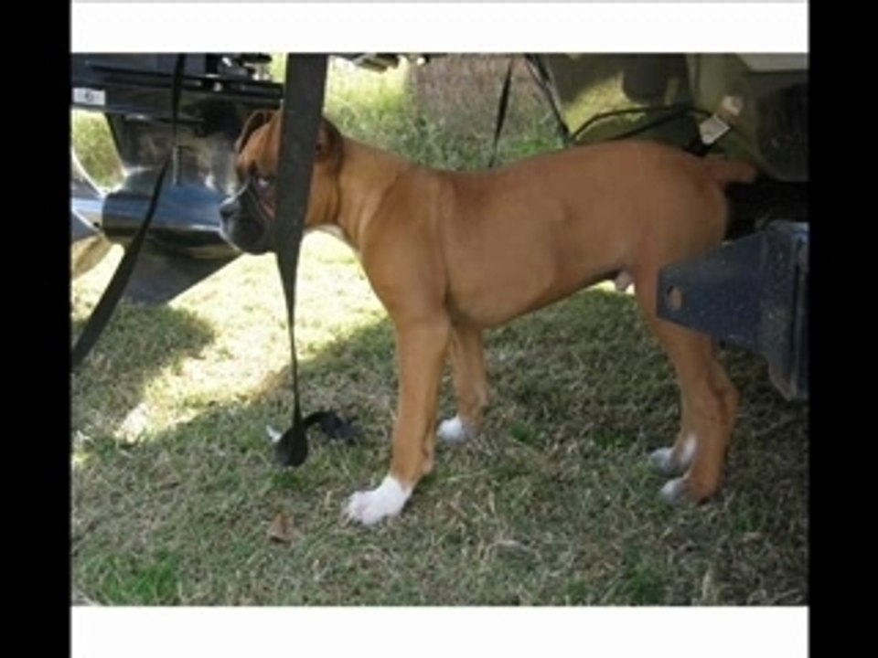 MY BOXER PUPPS