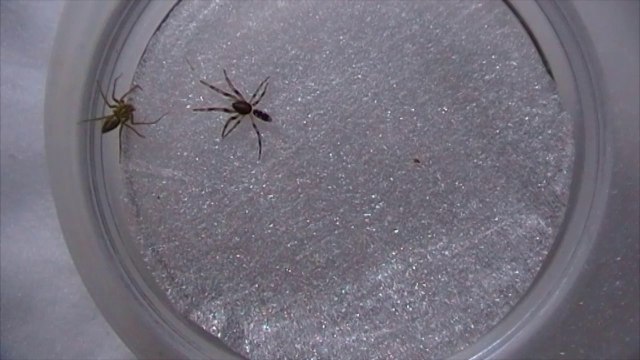 White Tailed Spider vs Lynx Spider