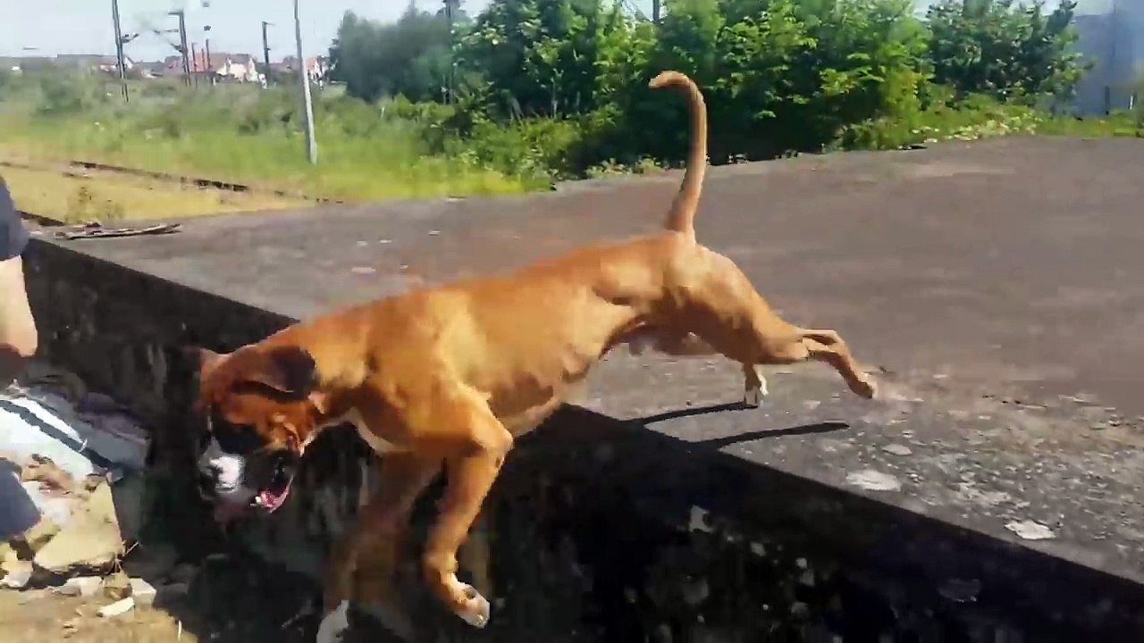 LE CHIEN ERRANT A DÉCHIQUETER SON GTA IL EST TRISTE