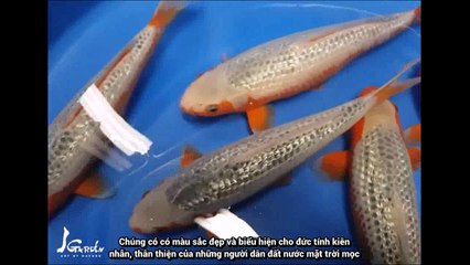 Cách Lựa Chọn Mua Cá Koi Đúng Chuẩn
