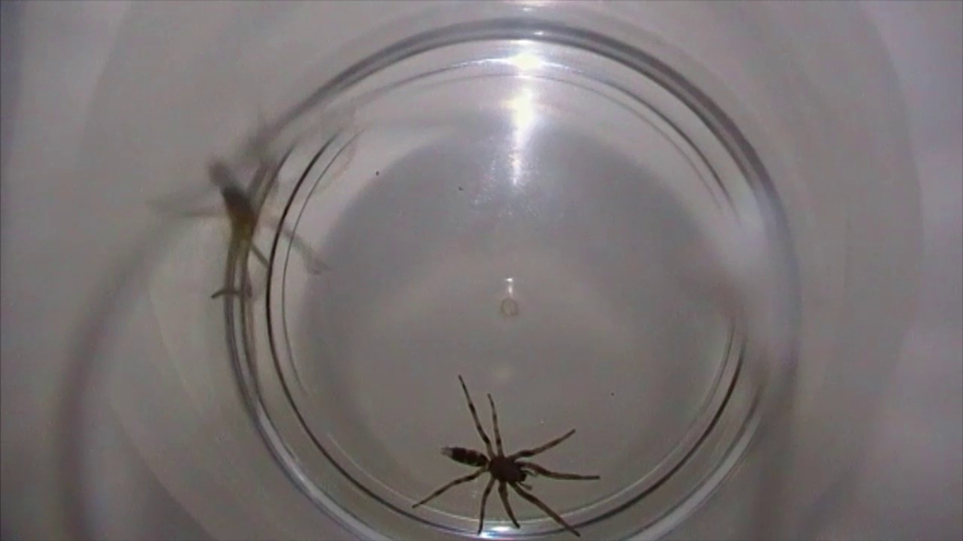 Huntsman Spider vs White Tailed Spider
