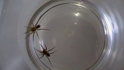 Wolf Spider vs Wolf Spider
