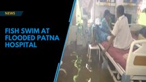 Watch | Fish swim at flooded Patna hospital