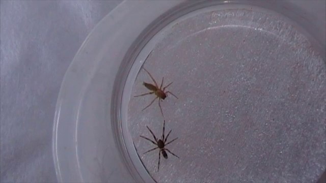 White Tailed Spider vs Sac Spider