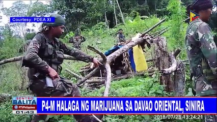 P4-M halaga ng marijuana sa Davao Oriental, sinira