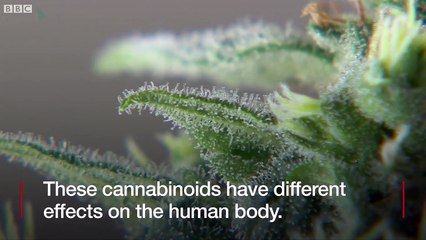 What's in cannabis-derived medicines? - BBC News