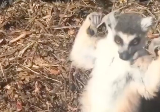 Suave Lemur Flexes His Guns at Melbourne Zoo