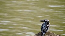 Pied Kingfisher... a beautiful Predator of small fishes and frog....at SCR, Sikar, Rajasthan