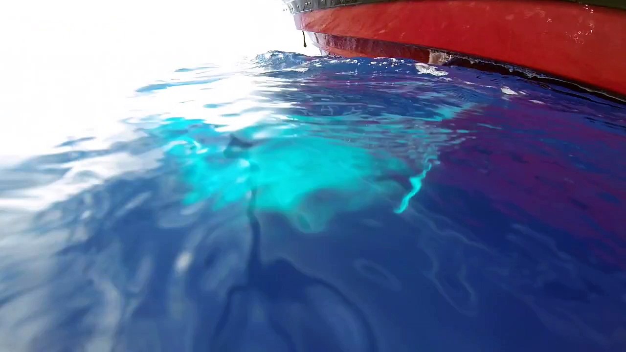 Blue Whale Baby
