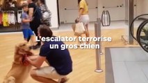 Une maîtresse bienveillante porte son chien qui est terrorisé par un escalator !