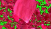 Green screen rose fx effect(animated)(HD). Green screen rose petals falling with sound.