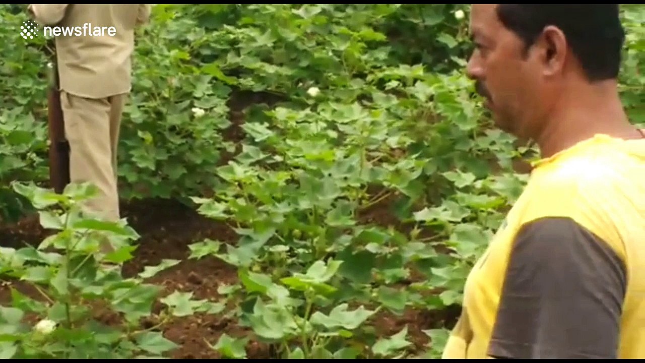 Trapped leopard tries to attack rescue official
