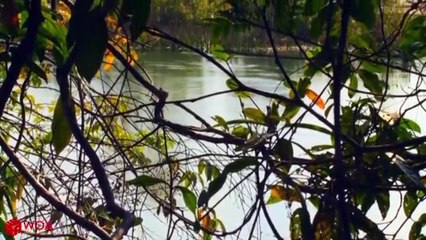 Amazing jaguar Hunting crocodile while sleeping ||  big battle  animals real