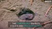 Buried camouflaged fish attacks prey