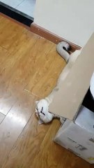 The cat thinks he is a lazy pig