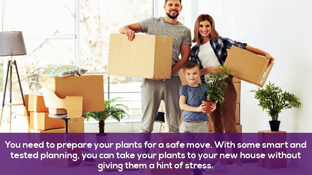 Key things to Note While Moving Plants to a new Location