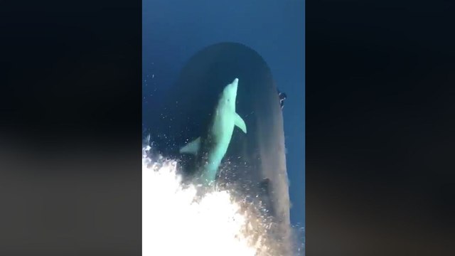 Un dauphin nage à la proue d'un bateau
