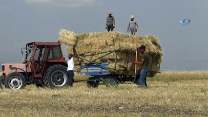 Kars’ta sıcak havada çiftçilerin ot toplama mesaisi