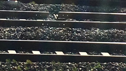 KTX 폭염에 선로 이음매 벌어져 지연 출발 / YTN