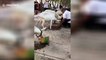 Chinese farmer treats goats to half a watermelon each as temperatures soar