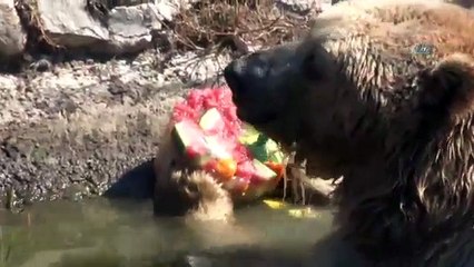 Sıcaktan Bunalan Ayıların Buzlu Meyve Keyfi