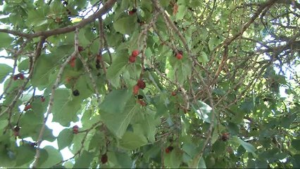 Polatlı'da Tarihe Tanıklık Eden Ağaçlara Koruma
