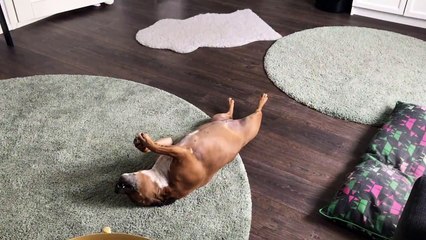 Staffordshire Bull Terrier "Staffie"