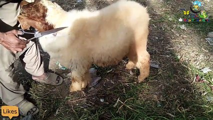 Cutting of Chatra bakra mandi sahiwal video part 2 2018 | By How To Animals |