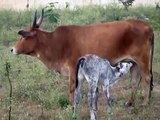 Cow feeding and caring its calf