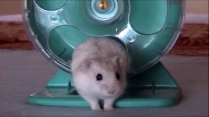 當倉鼠遇上葵鼠Hamster & Guinea Pig