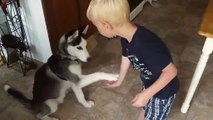 Little boy trains husky puppy to do tricks