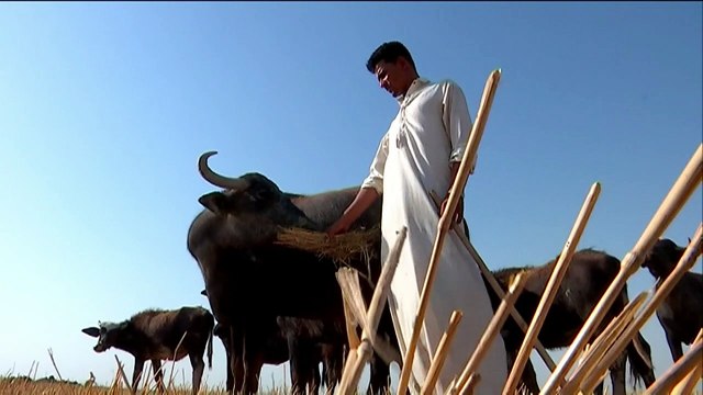 Iraqi farmers fight to save cattle from drought