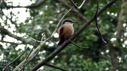 Nuthatch Bird Singing A Most Beautiful Song Ptice